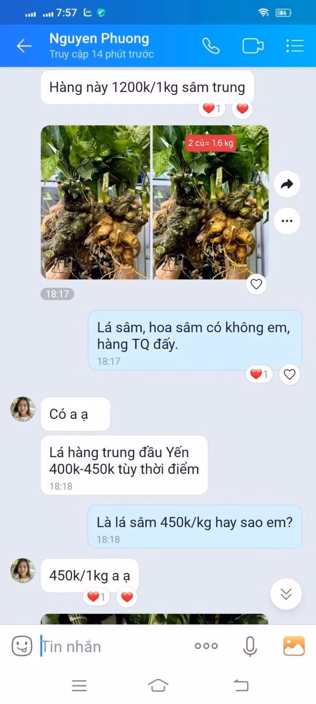Một người giới thiệu với PV sâm củ và lá sâm giá rẻ bất ngờ