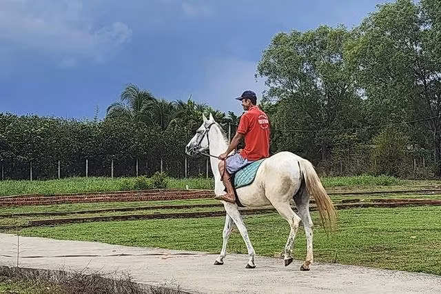 Dượt ngựa để khỏi cuồng chân