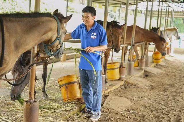 "Bật mã ôn" lão làng Hồ Chí Cường đang cho ngựa ăn "Bật mã ôn" lão làng Hồ Chí Cường đang cho ngựa ăn