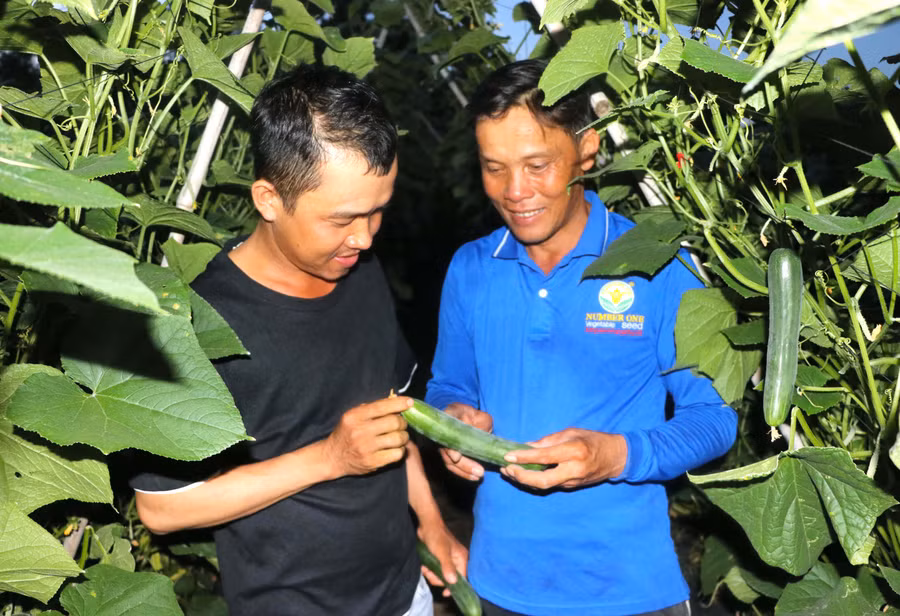 Nhiều hội viên nông dân ở huyện Đak Pơ trở thành hộ khá và giàu nhờ tham gia phong trào “Nông dân thi đua sản xuất kinh doanh giỏi, đoàn kết giúp nhau làm giàu và giảm nghèo bền vững” . Ảnh: N.M