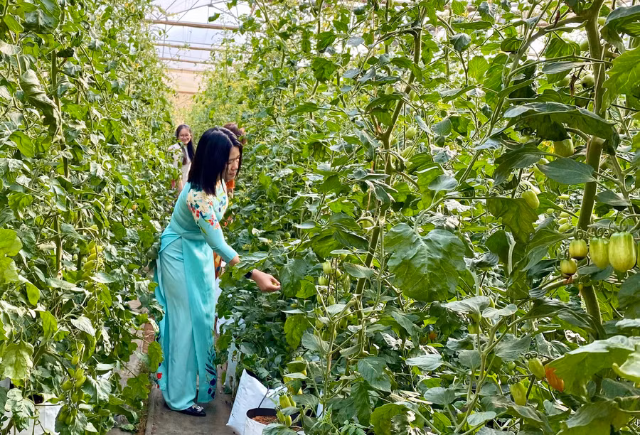 Cà chua được trồng tại Khu thực nghiệm khoa học và công nghệ (Sở Khoa học và Công nghệ). Ảnh_ Hà Duy