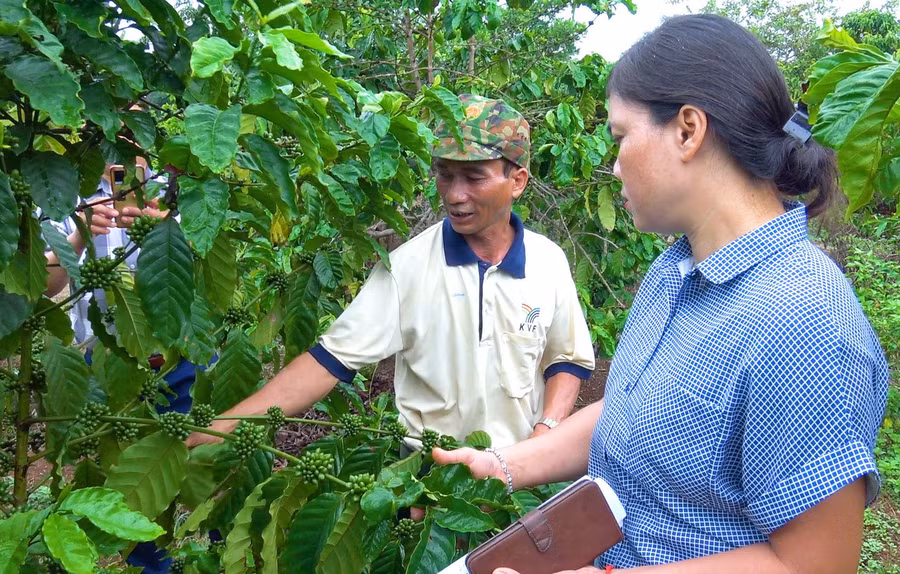 Ông Nhel thường xuyên chia sẻ kinh nghiệm chăm sóc cây cà phê cho các thành viên trong tổ. Ảnh: N.H