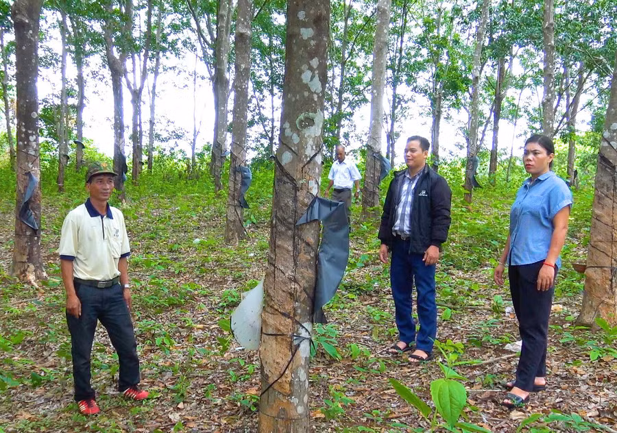 Lão nông người Jrai Rơ Châm Nhel (bìa trái) có thu nhập tiền tỷ mỗi năm từ 10 ha cây trồng. Ảnh: N.H