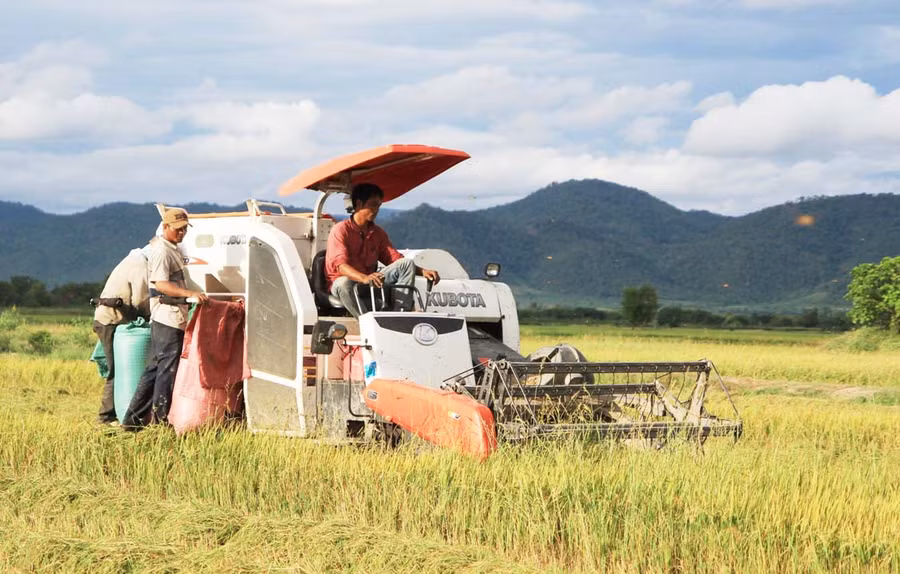 Người dân huyện Krông Pa thu hoạch lúa. Ảnh: L.N
