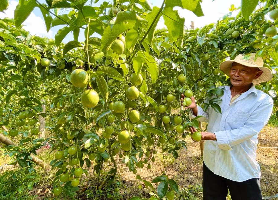 Vườn chanh dây chi chít quả của ông Phan Xuân Phương (thôn An Xuân 2, xã Xuân An, thị xã An Khê). Ảnh: M.P