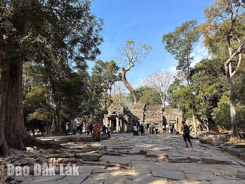 Đền Ta Prohm có rất nhiều cây cổ thụ.