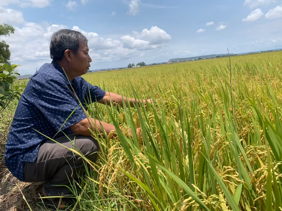 Ông Tống Văn Hiền (thôn Thắng Lợi 2, xã Ia Sol, huyện Phú Thiện) kiểm tra diện tích lúa Đài Thơm 8 của gia đình. Ảnh: N.D