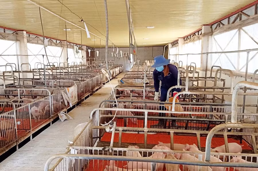 Chăm sóc heo con giống tại Trung tâm Giống vật nuôi Gia Lai. Ảnh: N.H