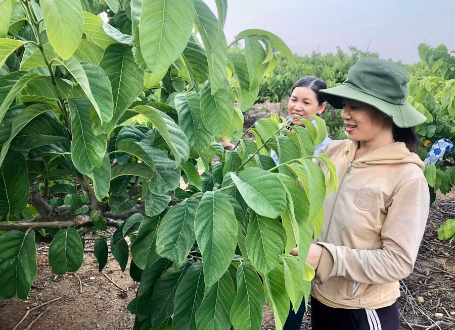 Gia đình chị Vũ Thị Chi (thôn 9, xã Yang Trung) có 2 ha na hoàng hậu, hơn 1 ha nhãn và 1 ha trồng xen nhiều loại cây ăn quả (ổi, vú sữa hoàng kim, sầu riêng). Ảnh: L.N
