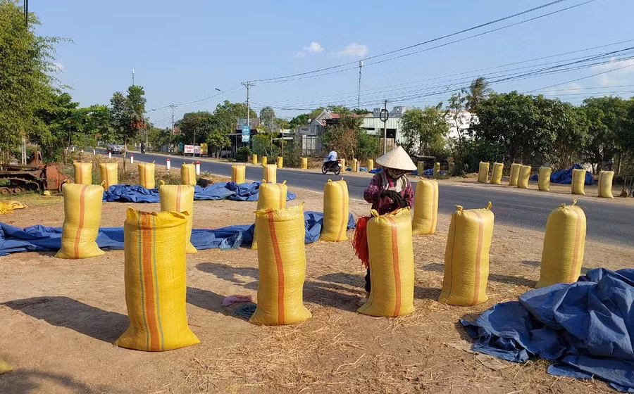 Nông dân huyện Phú Thiện phấn khởi vì lúa Đông Xuân được mùa, được giá. Ảnh: N.D
