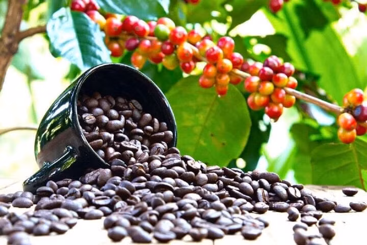 Giá cà phê tuần qua tiếp đà tăng mạnh tại thị trường nội địa. (Ảnh minh hoạ: Báo Công Thương).