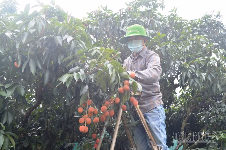 Gia đình chị Nguyễn Thị Minh, bon Păng Sim, xã Trường Xuân (Đắk Song) mất mùa vải