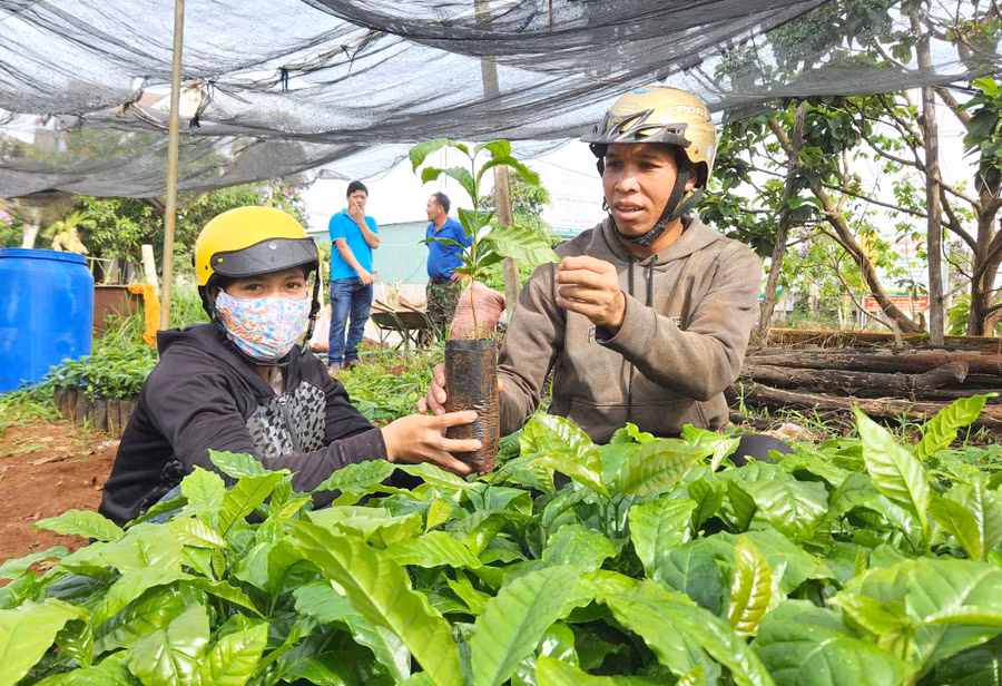 Người dân mua cây giống cà phê tại vườn ươm của Hợp tác xã Dịch vụ nông nghiệp Nghĩa Hòa (huyện Chư Păh). Ảnh: Phạm Ngọc