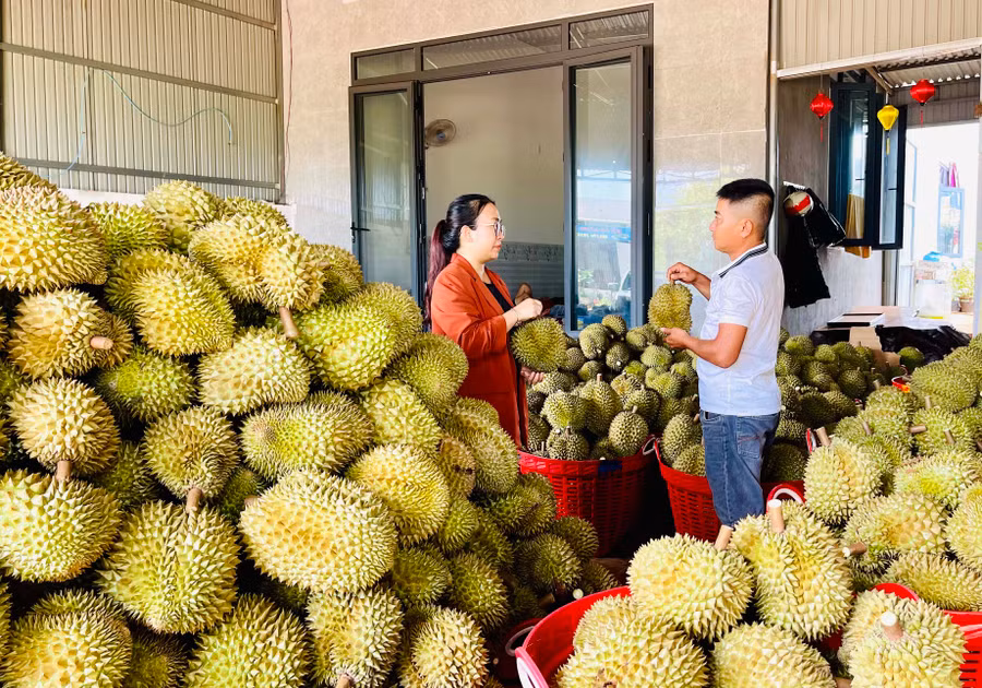 Hiện nay, nhiều vựa sầu riêng trên địa bàn đang tích cực thu mua hàng. Ảnh: V.T
