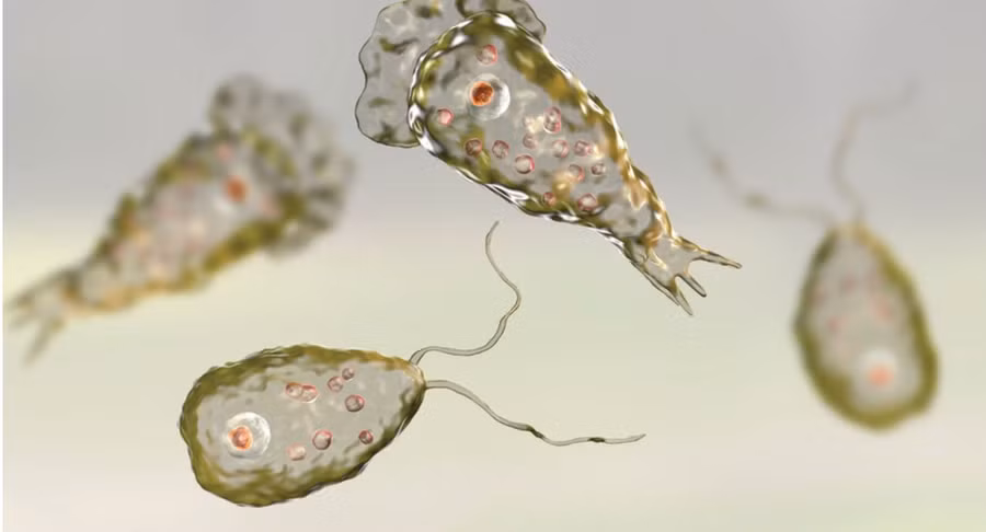 Khuẩn Naegleria fowleri. (Nguồn: vajiramandravi.com) Khuẩn Naegleria fowleri. (Nguồn: vajiramandravi.com)