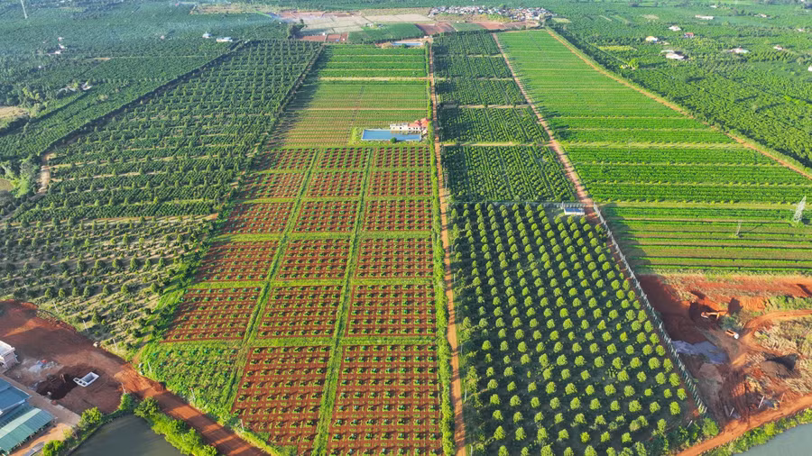 Góp phần hình thành các vùng nguyên liệu đạt tiêu chuẩn, đảm bảo cho tiêu thụ trong nước và hướng đến thị trường xuất khẩu. Ảnh: Q.T