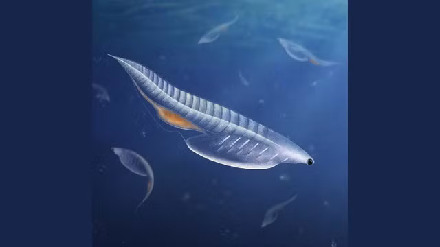 Quái vật ngư lôi Nuucichthys rhynchocephalus - Ảnh đồ họa: Franz Anthony