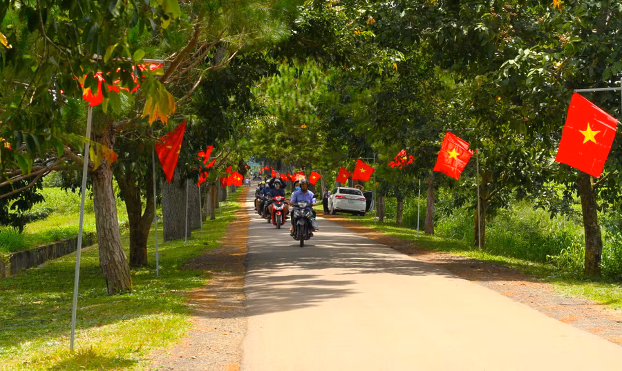 Màu xanh của cây hòa cùng màu đỏ, vàng của Cờ Tổ quốc tạo một không khí rực rỡ tại hàng thông trăm tuổi. Ảnh: Hoàng Hoài