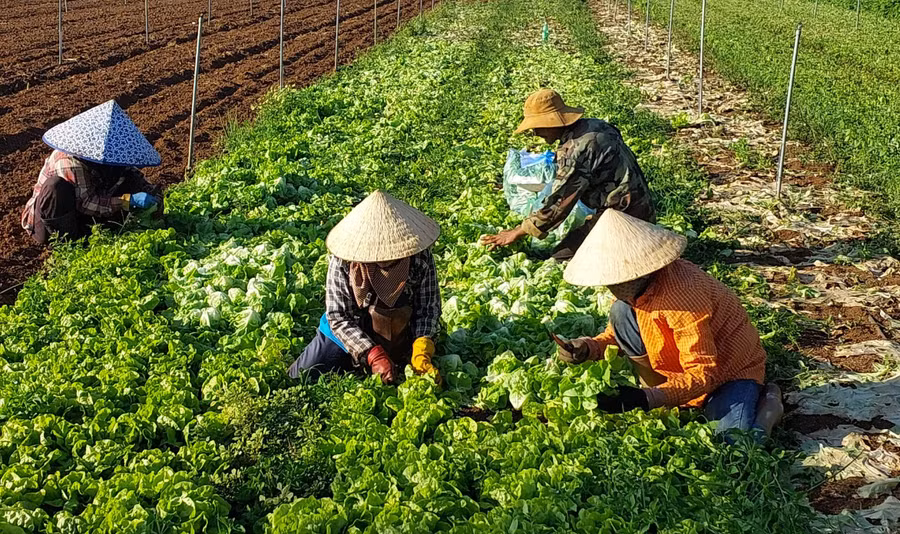 Nông dân huyện Đak Pơ thu hoạch rau xanh. Ảnh: N.D