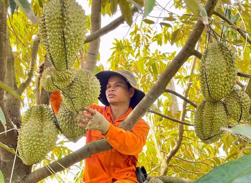 Việc xây dựng chuỗi liên kết sản xuất giúp nâng cao chất lượng sản phẩm sầu riêng của người dân và ổn định thị trường đầu ra. Ảnh: T.N Việc xây dựng chuỗi liên kết sản xuất giúp nâng cao chất lượng sản phẩm sầu riêng của người dân và ổn định thị trường đầu ra. Ảnh: T.N