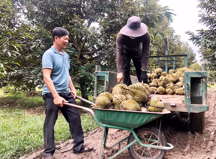 Người dân thôn 2 (xã Ia Ka) thu hoạch sầu riêng. Ảnh: L.N Người dân thôn 2 (xã Ia Ka) thu hoạch sầu riêng. Ảnh: L.N