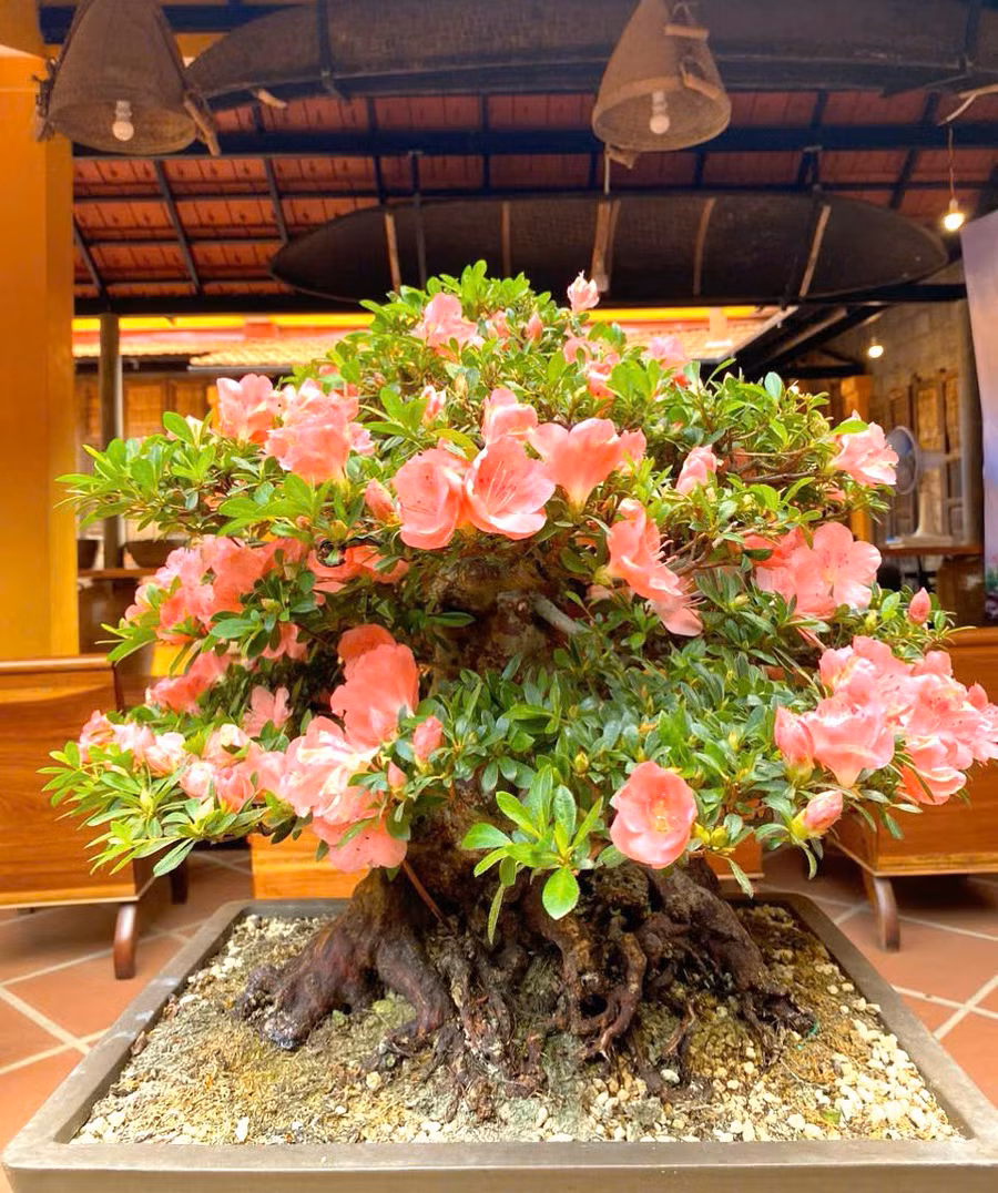 tac-pham-bonsai.jpg