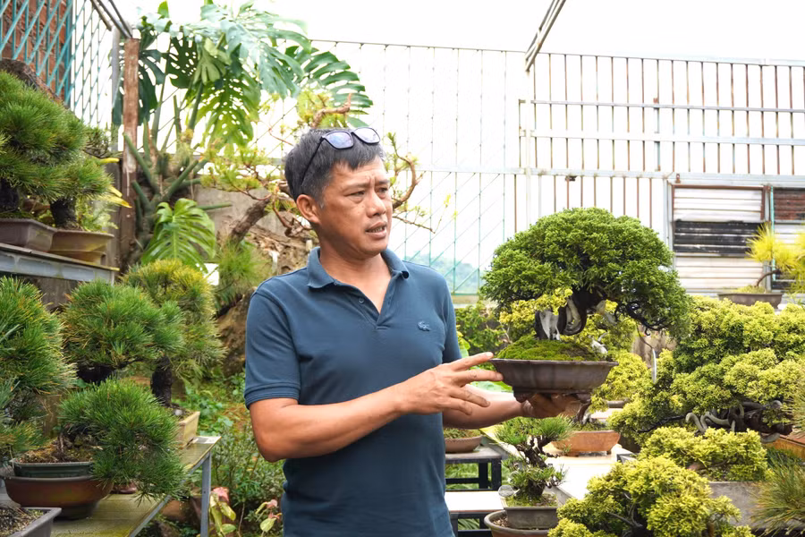 gioi-thieu-bonsai.jpg