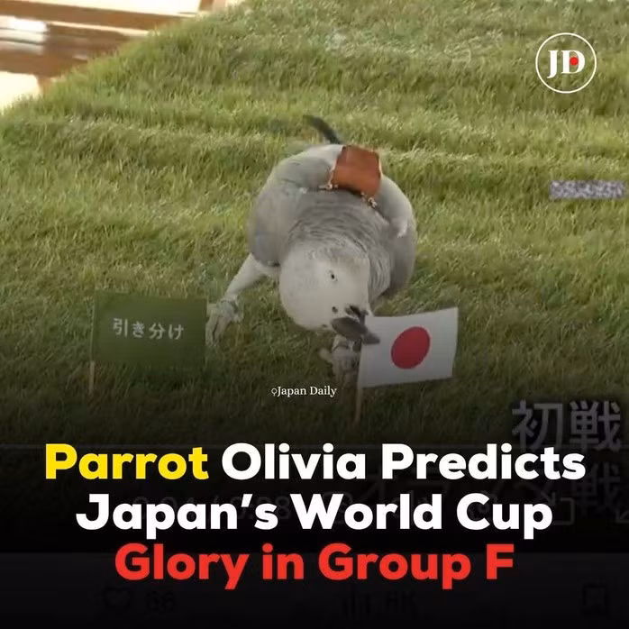 Vẹt "tiên tri" Olivia dự đoán tuyển Nhật Bản thắng cả 3 trận tại bảng F World Cup 2026.