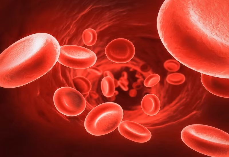 Bác sĩ Lê Thị Thanh Vui chia sẻ: "Quá trình tạo máu, hay còn gọi là hematopoiesis, là một hoạt động sinh học kỳ diệu diễn ra liên tục trong tủy xương. Để sản xuất ra các tế bào máu chất lượng và đủ số lượng, cơ thể cần một nguồn cung cấp đa dạng và đầy đủ các vi chất dinh dưỡng. Thiếu hụt bất kỳ yếu tố nào cũng có thể dẫn đến rối loạn tạo máu, mà phổ biến nhất là thiếu máu, ảnh hưởng nghiêm trọng đến sức khỏe và chất lượng cuộc sống. Ảnh minh họa: Internet