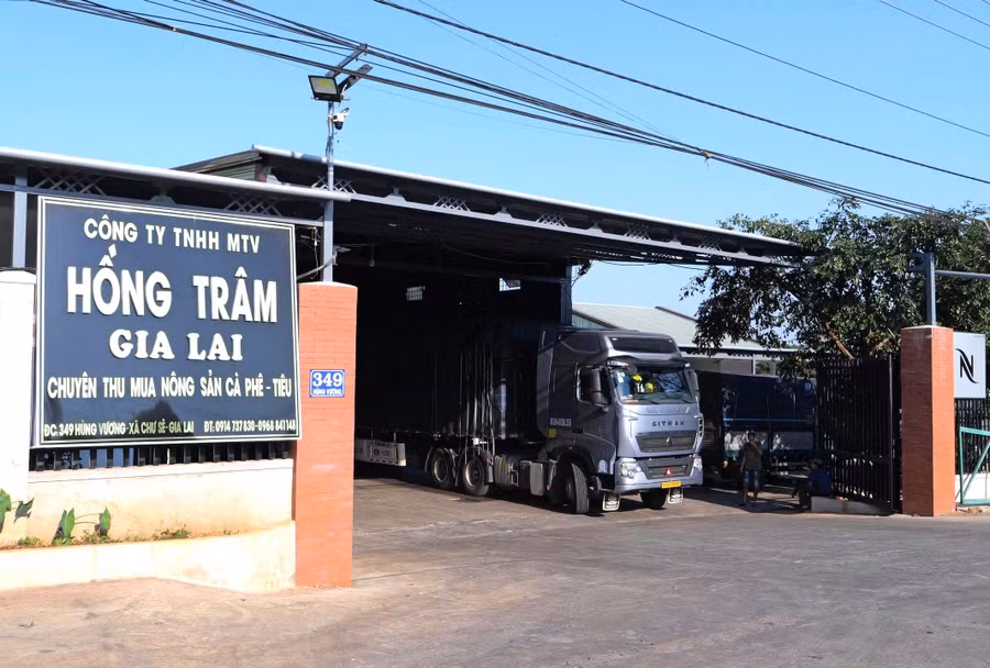cong-ty-tnhh-mot-thanh-vien-hong-tram-gia-lai-la-doanh-nghiep-thu-mua-nong-san-dong-gop-kha-lon-vao-thu-ngan-sach-cho-dia-phuong-thanh-sang.jpg