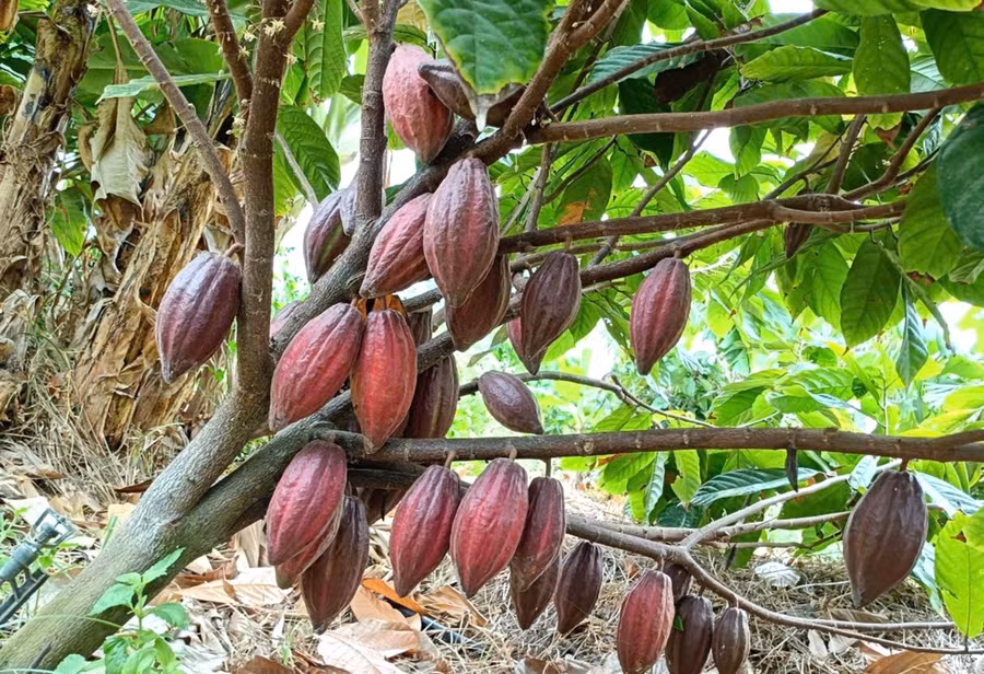 khi-hau-va-tho-nhuong-noi-day-rat-phu-hop-cho-cay-ca-cao-phat-trien-quang-tan.jpg