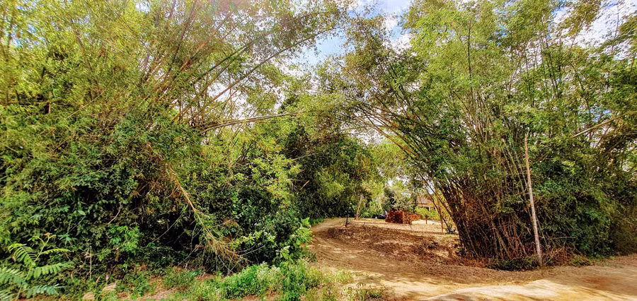 luy-tre.jpg