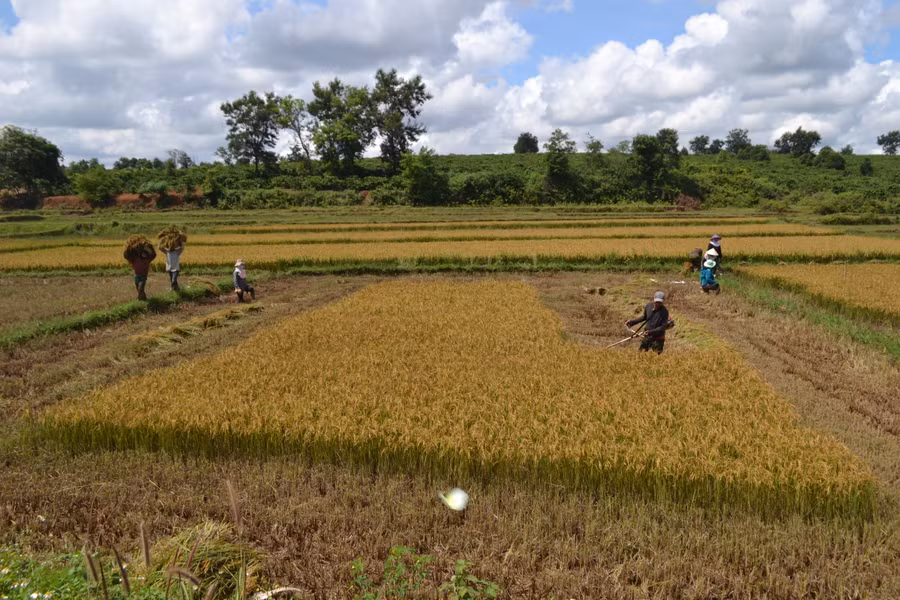 Năng suất giống ĐT100 đạt 65-70 tạ/ha, giống HN6 đạt 60-65 tạ/ha cao hơn so với giống chủ lực (HT1) đang làm trên địa phương. Ảnh: Lê Nam