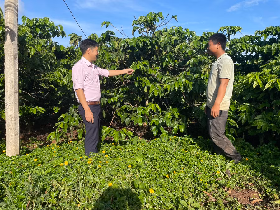 Cán bộ Phòng giao dịch NHCSXH huyện Mang Yang khảo sát hiệu quả sử dụng vốn vay phục vụ sản xuất tại hộ ông Hươt ở làng Đê Ktu, thị trấn Kon Dơng. Ảnh Thanh Nhật Cán bộ Phòng giao dịch NHCSXH huyện Mang Yang khảo sát hiệu quả sử dụng vốn vay phục vụ sản xuất tại hộ ông Hươt ở làng Đê Ktu, thị trấn Kon Dơng. Ảnh Thanh Nhật