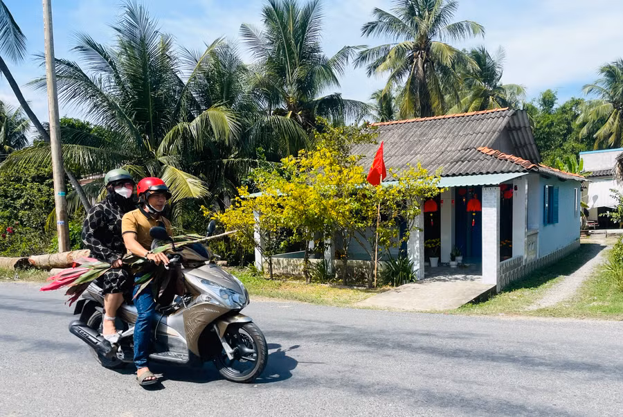 Mai vàng rực rỡ khoe sắc trước mỗi ngôi nhà ở miền Tây Nam bộ. Ảnh: Phương Duyên Mai vàng rực rỡ khoe sắc trước mỗi ngôi nhà ở miền Tây Nam bộ. Ảnh: Phương Duyên