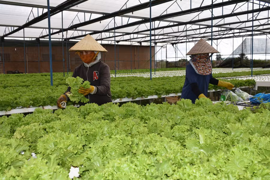 Mô hình trồng rau thủy canh trong nhà màng của Công ty TNHH một thành viên Hương Đất An Phú. Ảnh: Lê Nam