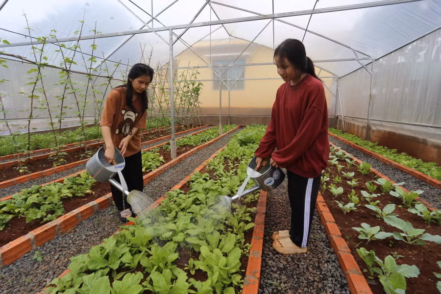 Các học sinh của trường thích thú với việc chăm sóc vườn rau trong nhà màng. Ảnh: Văn Ngọc