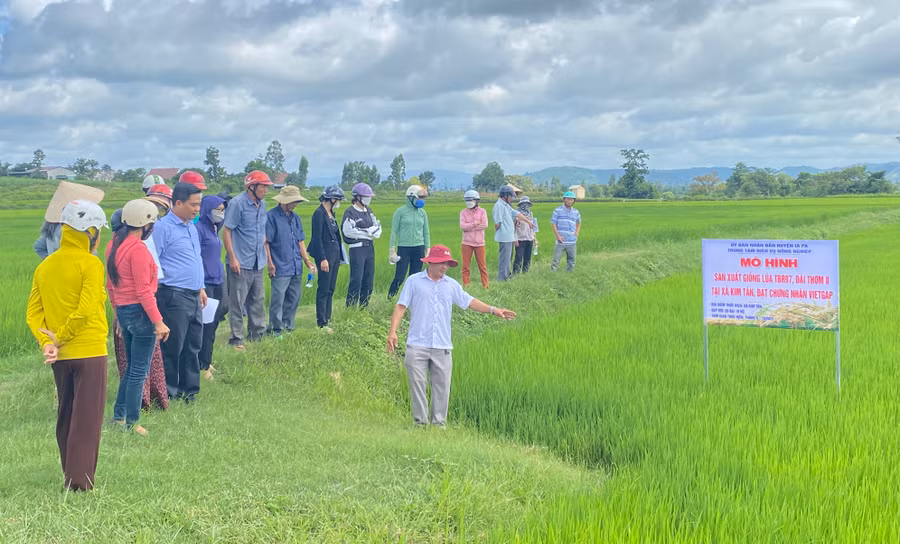 Các hộ dân tham quan thực tế tại ruộng lúa tham gia mô hình. Ảnh: Mai Linh Các hộ dân tham quan thực tế tại ruộng lúa tham gia mô hình. Ảnh: Mai Linh
