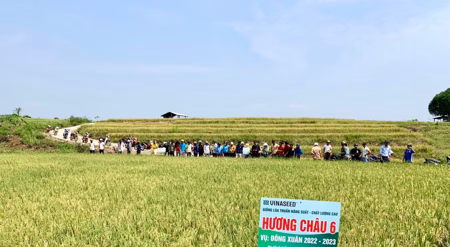 Các đại biểu và nông dân tham quan mô hình lúa Hương Châu 6 trồng trên địa bàn xã Ia Pal (huyện Chư Sê). Ảnh: Trúc Phùng