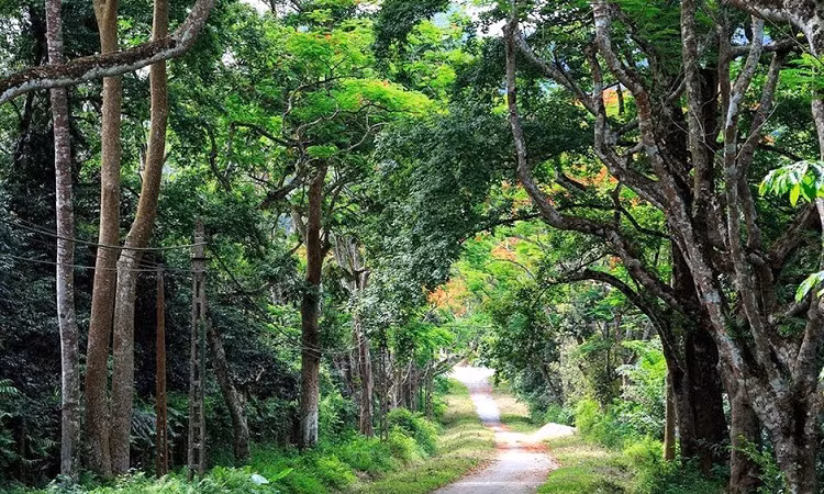 5 năm liên tiếp, Cúc Phương duy trì thứ hạng cao nhất Vườn Quốc gia hàng đầu châu Á. Ảnh nguồn internet