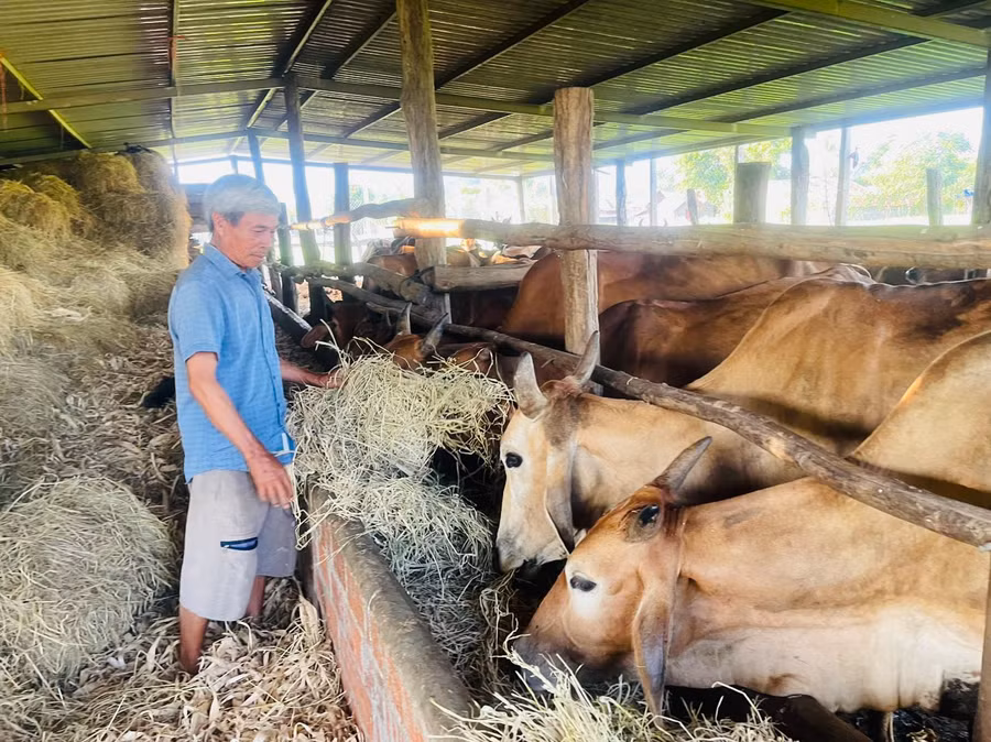 Trang trại nuôi bò của ông Tống hiện đã mở rộng hơn 8 ha. Ảnh: Vũ Chi Trang trại nuôi bò của ông Tống hiện đã mở rộng hơn 8 ha. Ảnh: Vũ Chi
