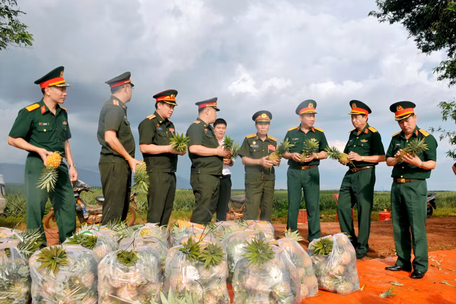 Đoàn công tác đi tham quan mô hình trồng dứa cao sản của Công ty 715. Ảnh: Nguyễn Ngọc Sơn