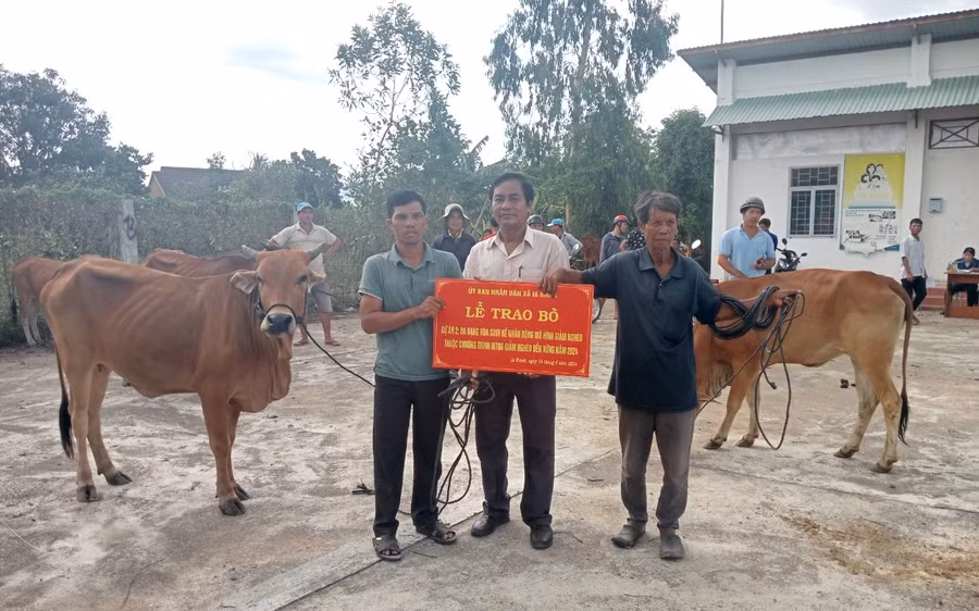 Bàn giao bò giống sinh sản cho 19 hộ cận nghèo trên địa bàn buôn Bhă Nga. Ảnh: Nguyễn Chi