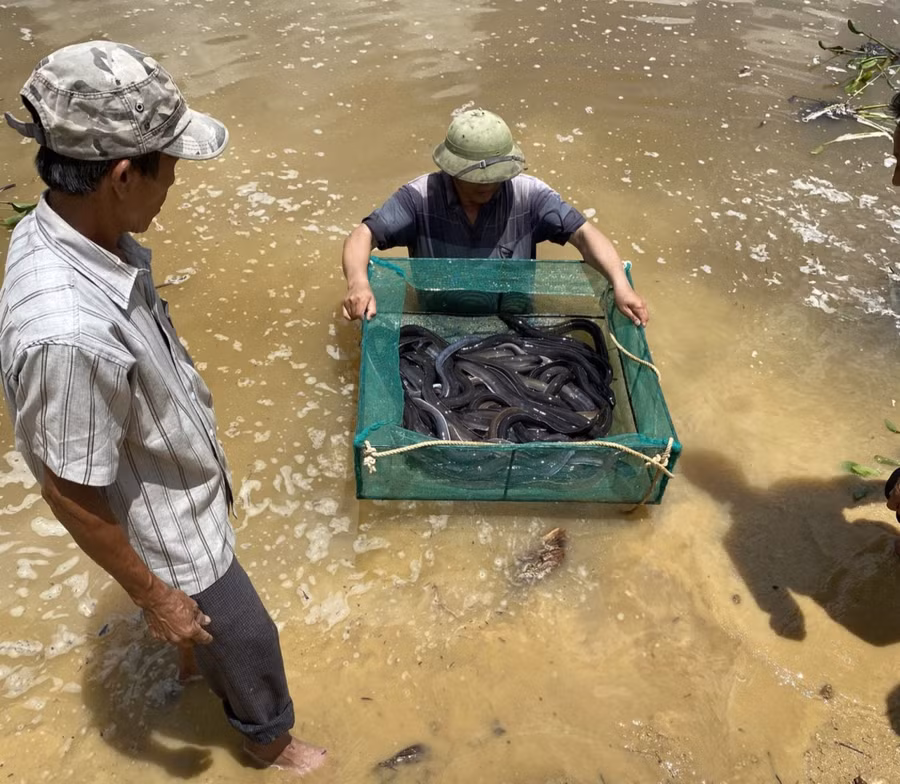 Cá chình hoa nuôi trong ao đất hứa hẹn đem lại hiệu quả kinh tế cao. Ảnh: Minh Ngân Cá chình hoa nuôi trong ao đất hứa hẹn đem lại hiệu quả kinh tế cao. Ảnh: Minh Ngân