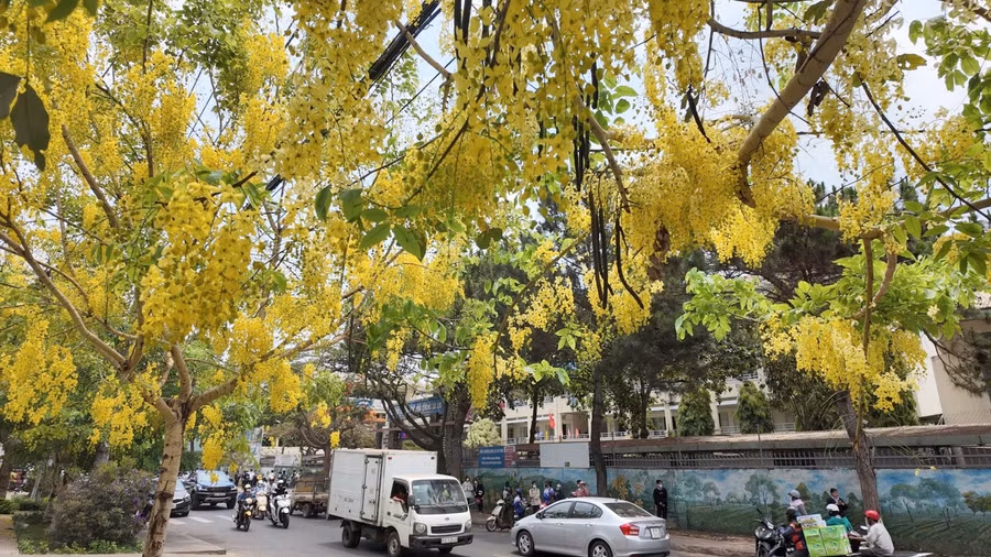 Từng chùm hoa muồng hoàng yến buông dài tô điểm cho phố phường. Ảnh: Ngọc Duy
