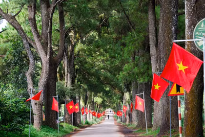 Bảo vệ, phát huy giá trị cảnh quan khu vực hàng thông trăm tuổi và vùng chè Biển Hồ. Ảnh: Minh Châu