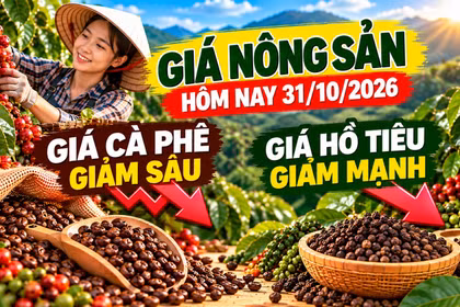 Giá nông sản hôm nay 31/10: Cà phê dưới 88.000 đồng, hồ tiêu giảm mạnh