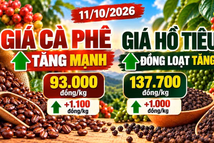 Giá cà phê, hồ tiêu hôm nay 11/10: Hai mặt hàng cùng bật tăng