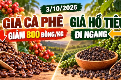 Giá cà phê, hồ tiêu hôm nay 3/10: Cà phê giảm mạnh, hồ tiêu đi ngang