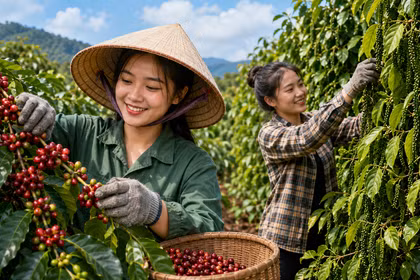 Giá cà phê, hồ tiêu hôm nay 16/8: Cà phê giảm, giá tiêu đi ngang